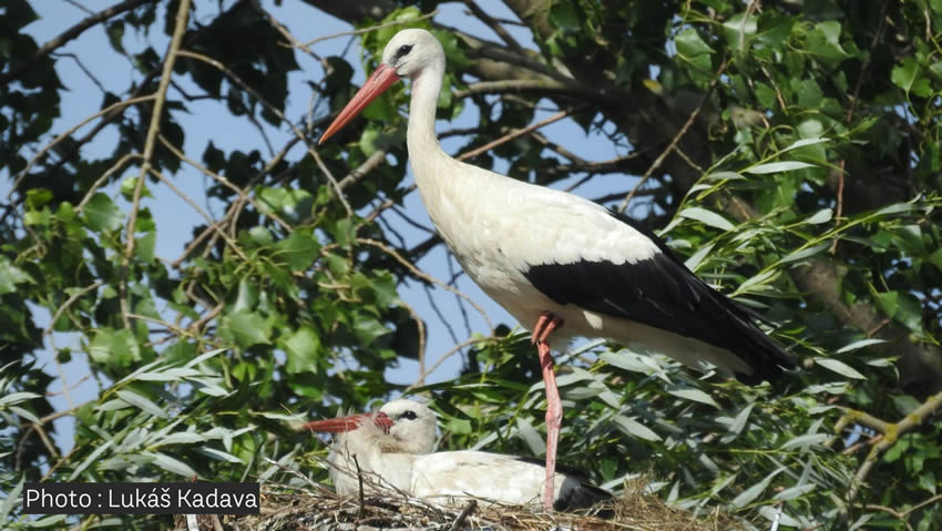 Cigogne Blanche espèce protégée